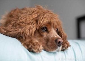 Top 10 Cavalier King Charles Spaniel Mixes for Your Family