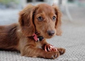 Top 10 Cavalier King Charles Spaniel Mixes for Your Family