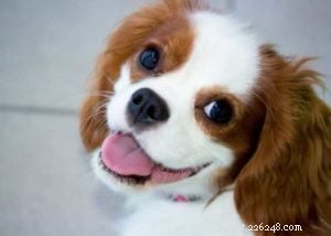 Top 10 Cavalier King Charles Spaniel Mixes for Your Family