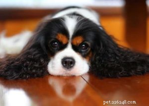 Top 10 Cavalier King Charles Spaniel Mixes for Your Family