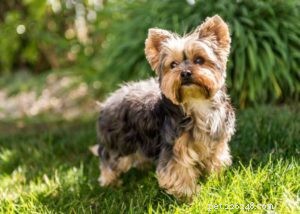 Top 10 Cavalier King Charles Spaniel Mixes for Your Family
