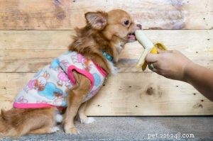 Top 5 Homemade Dog Food Recipes for Sensitive Stomachs