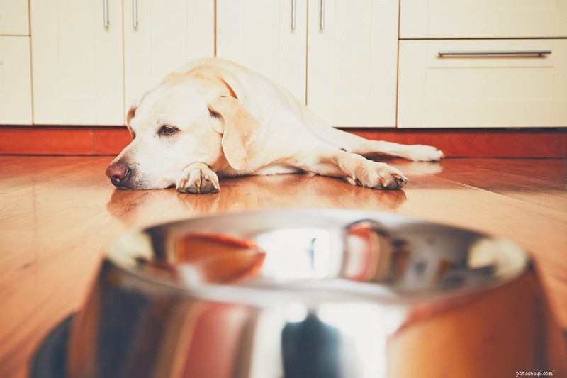 Top 5 Homemade Dog Food Recipes for Sensitive Stomachs