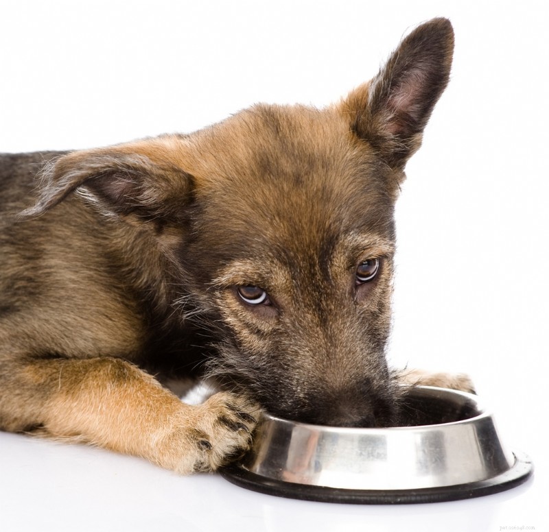 Understanding Food Allergies in Dogs: Causes, Symptoms, and Effective Solutions