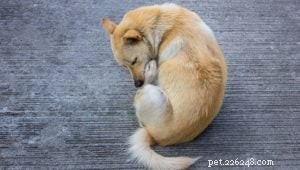Understanding Food Allergies in Dogs: Causes, Symptoms, and Effective Solutions