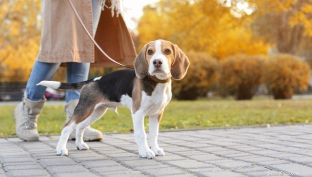 10 Proven Ways to Safeguard Your Dog’s Paws from Hot Pavement