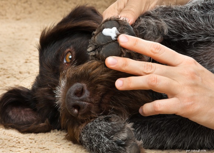 10 Proven Ways to Safeguard Your Dog’s Paws from Hot Pavement