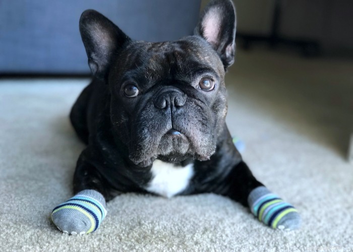 10 Proven Ways to Safeguard Your Dog’s Paws from Hot Pavement