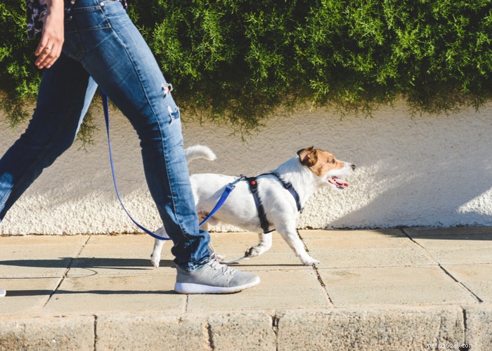 10 Proven Ways to Safeguard Your Dog’s Paws from Hot Pavement
