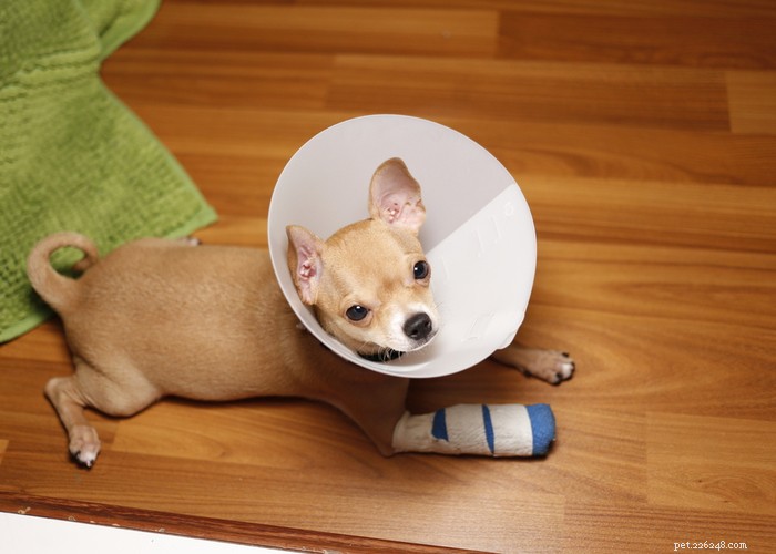 10 Proven Ways to Safeguard Your Dog’s Paws from Hot Pavement