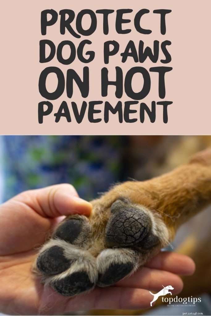 10 Proven Ways to Safeguard Your Dog’s Paws from Hot Pavement