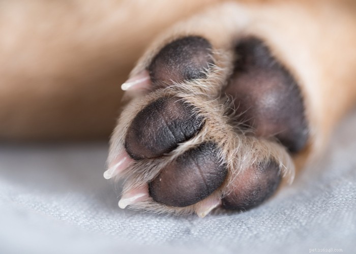 10 Proven Ways to Safeguard Your Dog’s Paws from Hot Pavement