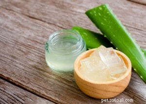Preventing and Treating Sunburn in Dogs: Signs, Care, and Summer Protection