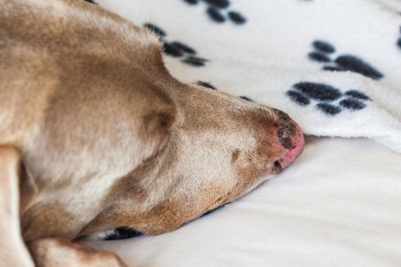 Preventing and Treating Sunburn in Dogs: Signs, Care, and Summer Protection