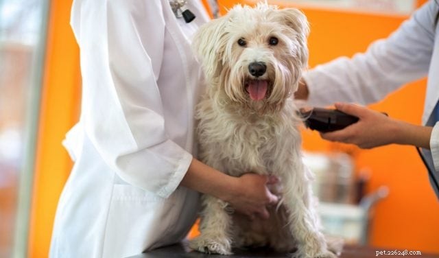 Should You Shave Your Dog for Summer? Expert Tips on Cooling, Risks, and Better Alternatives