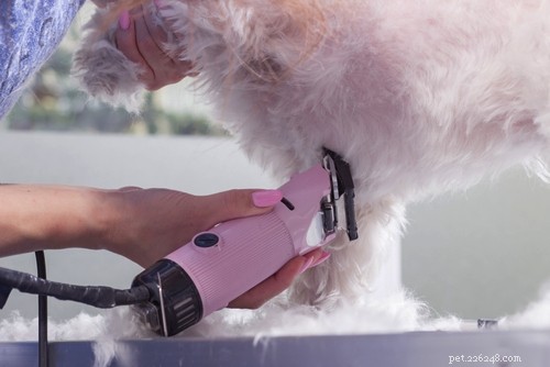 Should You Shave Your Dog for Summer? Expert Tips on Cooling, Risks, and Better Alternatives