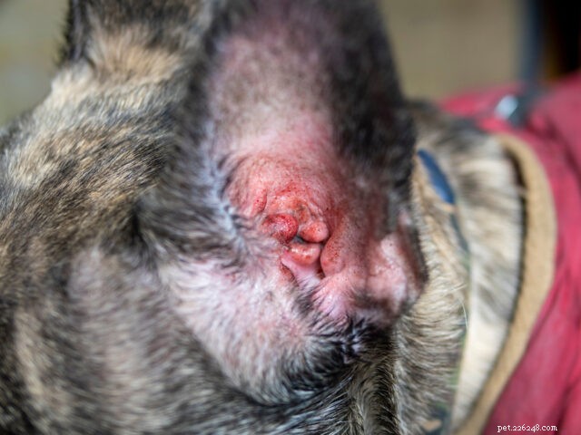 Spotting Ear Infections in Dogs: Early Signs & Quick Action