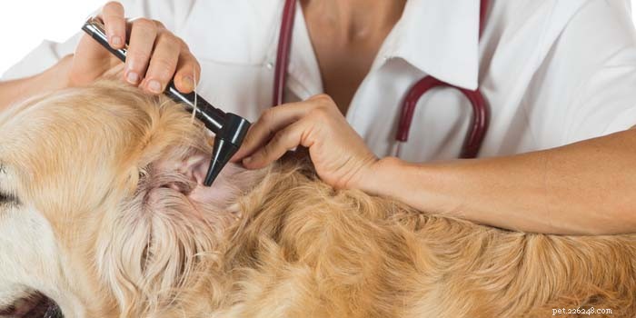 Spotting Ear Infections in Dogs: Early Signs & Quick Action