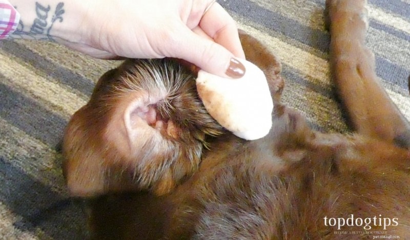 Spotting Ear Infections in Dogs: Early Signs & Quick Action