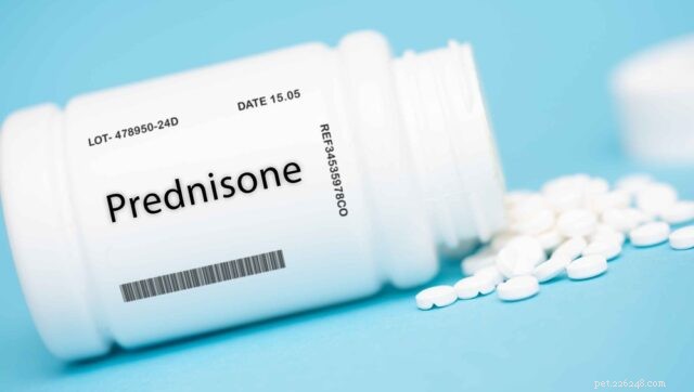 Prednisone in Canine Cancer Care: Benefits, Dosage, and Care Tips