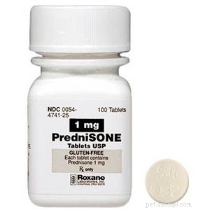 Prednisone in Canine Cancer Care: Benefits, Dosage, and Care Tips