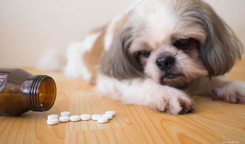 Prednisone in Canine Cancer Care: Benefits, Dosage, and Care Tips