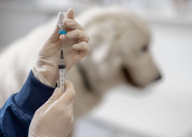 Can You Safely Vaccinate Your Dog at Home? Legal Tips & Best Practices