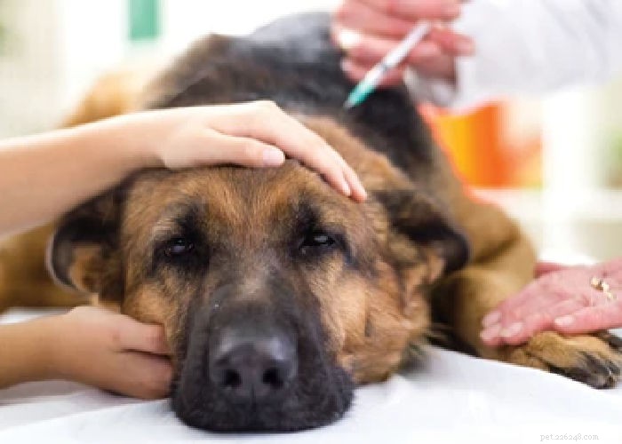 Can You Safely Vaccinate Your Dog at Home? Legal Tips & Best Practices