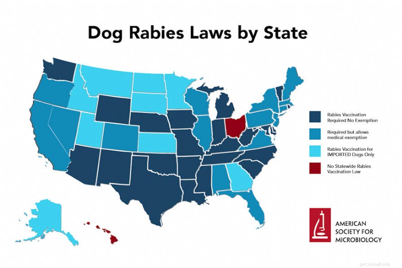 Can You Safely Vaccinate Your Dog at Home? Legal Tips & Best Practices