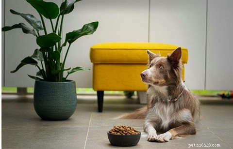 2025 Expert Guide: Harmful Ingredients in Dog & Cat Food & How to Avoid Them
