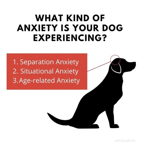 Calming Your Anxious Dog: Proven Strategies for Stress Relief