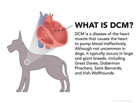 New Study Confirms Grain-Free Dog Food Is Not Linked to Dilated Cardiomyopathy