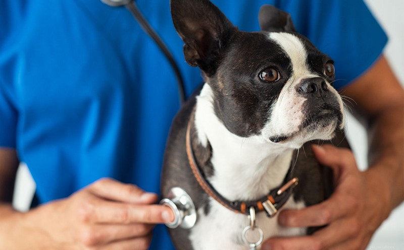 What Causes Dogs to Chew Their Paws—and How to Help