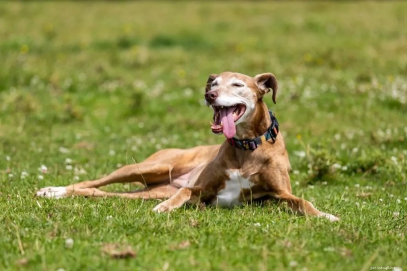 Easter Pet Safety Guide: Keep Dogs, Cats, and Rabbits Safe from Holiday Hazards