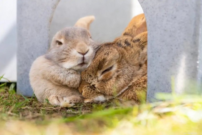 Easter Pet Safety Guide: Keep Dogs, Cats, and Rabbits Safe from Holiday Hazards