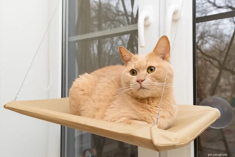 Create Custom Pet Projects: Easy DIY Crafts for a Happy, Healthy Companion