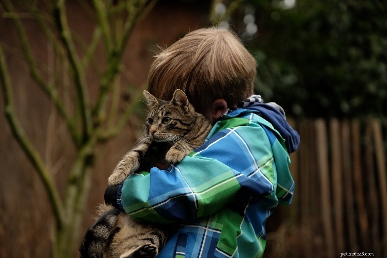 The Best Kid-Friendly Cat Breeds for a Happy, Healthy Family