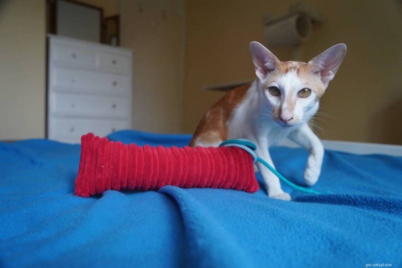 Japan s Ultimate Cat Lover s Guide: Expert Travel Tips & Must-See Spots