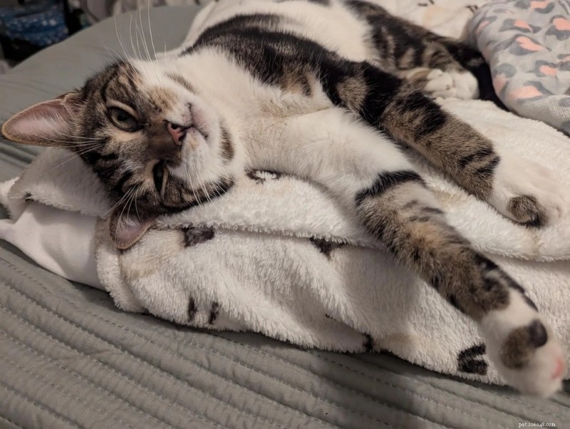 Cats Protection Warns: 71% Surge in Cat Abandonments—Call on Owners to Seek Support