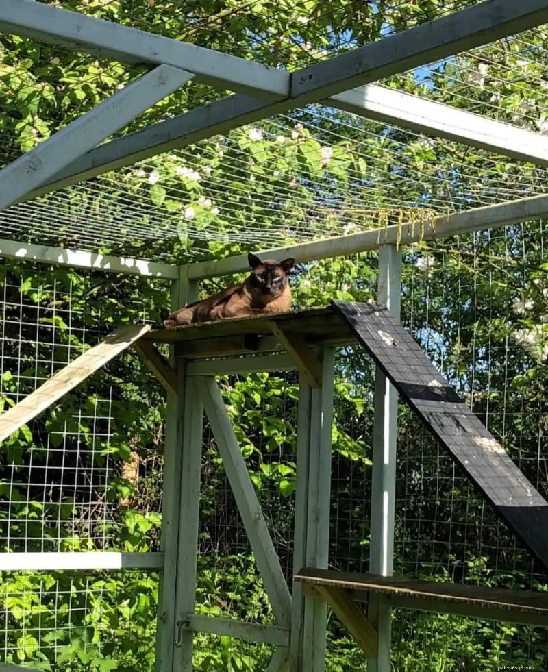 Why a Cat Run Enhances Your Pet s Health and Well‑Being