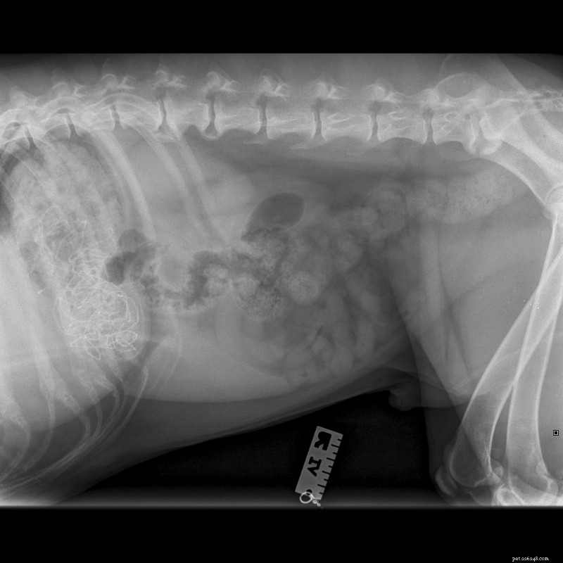 7 Unexpected Christmas Items Your Pets Might Eat (And Why It’s Dangerous)