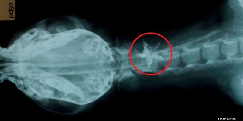 7 Unexpected Christmas Items Your Pets Might Eat (And Why It’s Dangerous)