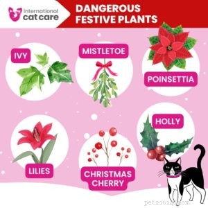 Keeping Your Cat Safe and Happy This Christmas: A Practical Guide