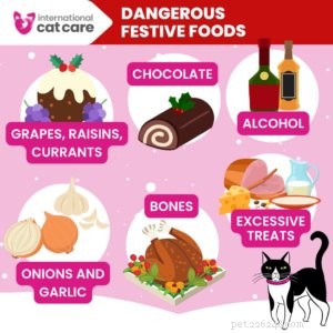 Keeping Your Cat Safe and Happy This Christmas: A Practical Guide