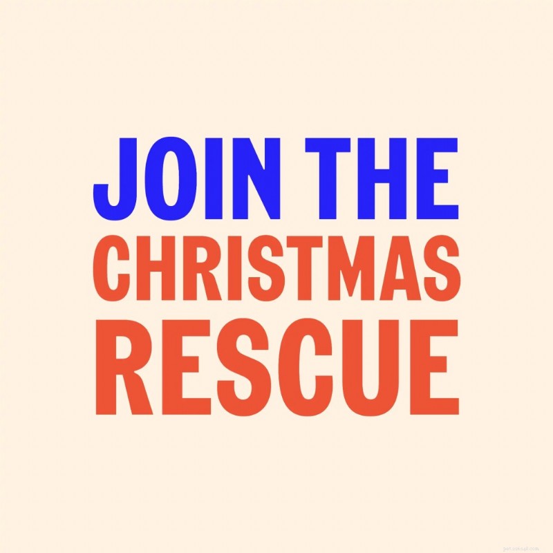 Plan Your Pet’s Holiday: Expert Christmas Care Tips