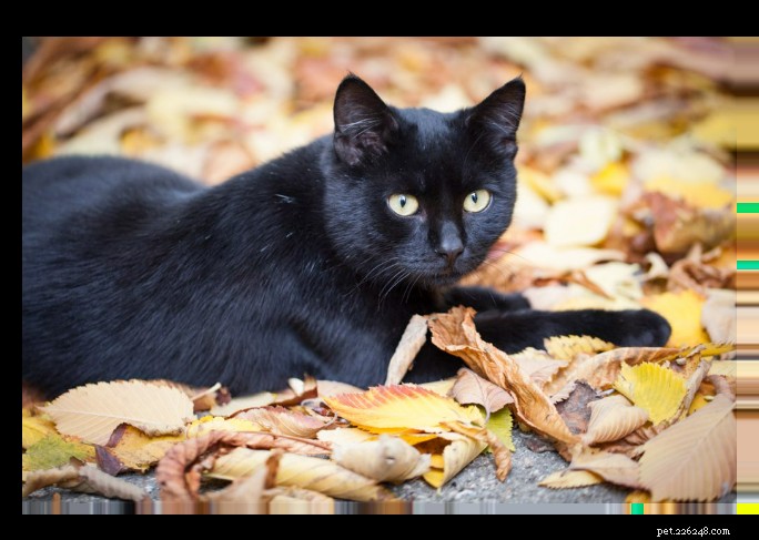 The Truth About Black Cats: PDSA Vets Dispel Myths and Promote Adoption