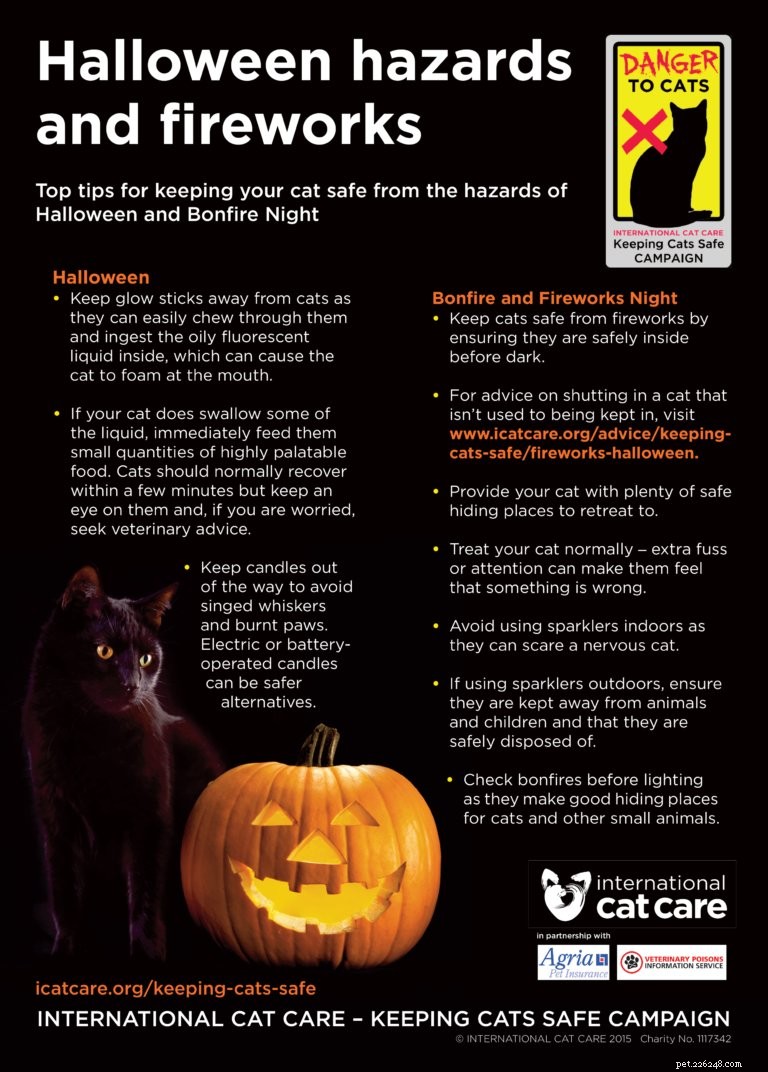 Protect Your Cat During Halloween & Bonfire Night: Safe Tips for Fireworks & Festivities