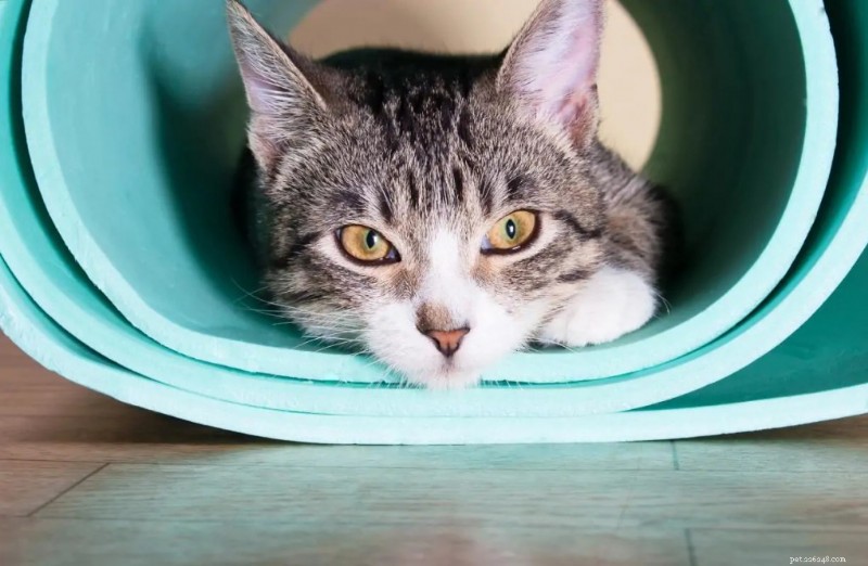 Safeguard Your Pet s Joy: Master Stress Management for a Healthier Bond