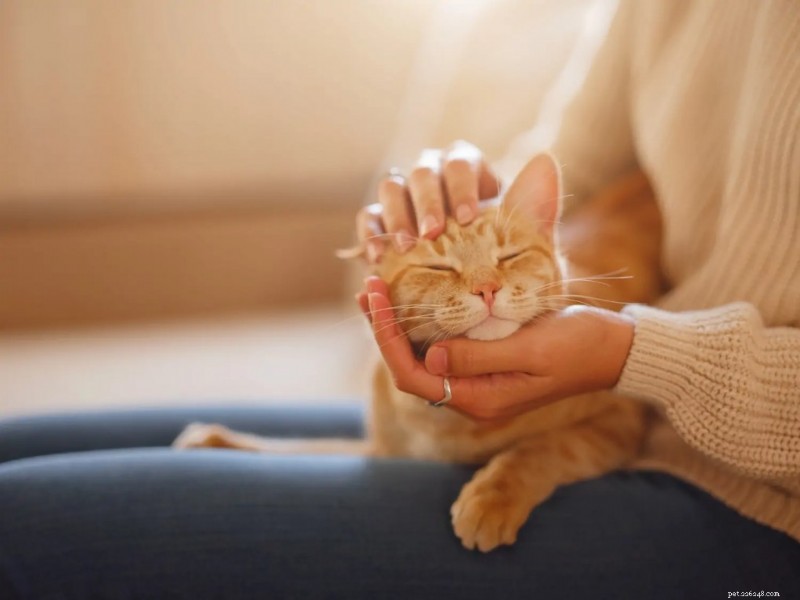 How to Keep Your Cat Healthy and Happy: A Comprehensive Care Guide