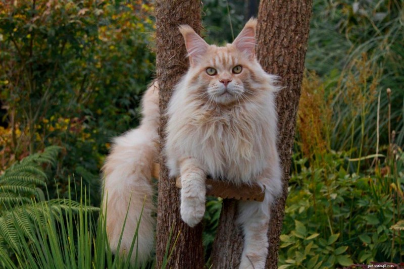 Maine Coon Cat Personality: A Guide to Their Behavior and What to Expect